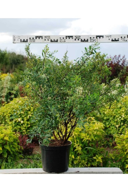 Спірея ніппонська Сноумаунд  до стрижки